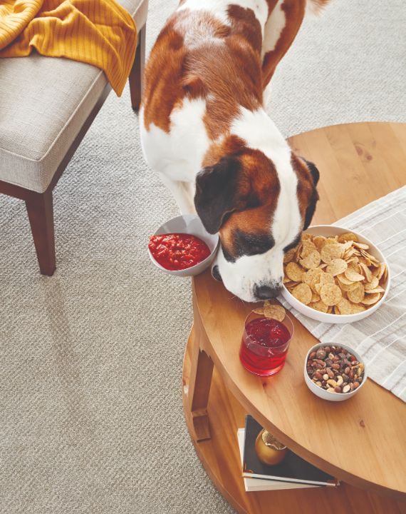 Pet Perfect carpet by Shaw is perfect for your Sugar Land, TX home